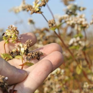 Sowing buckwheat