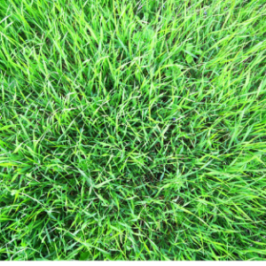 Red fescue