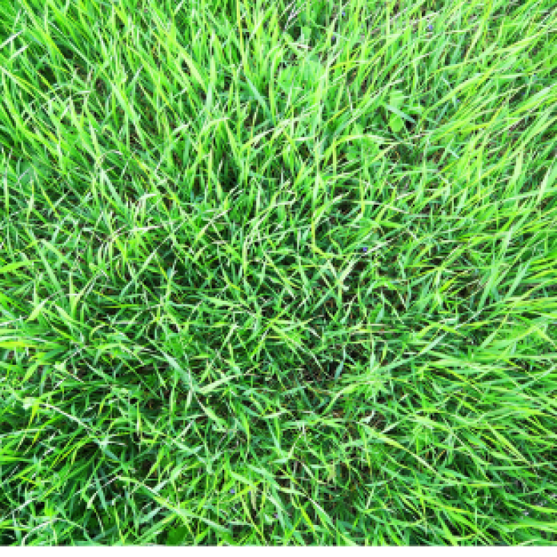 Red fescue