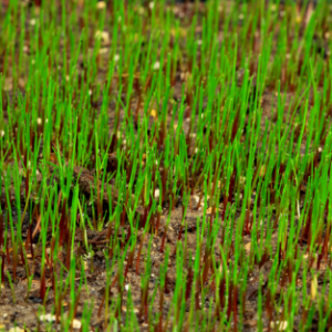 Red fescue