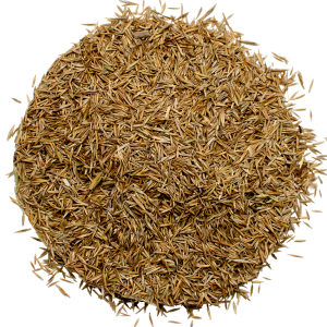 Red fescue