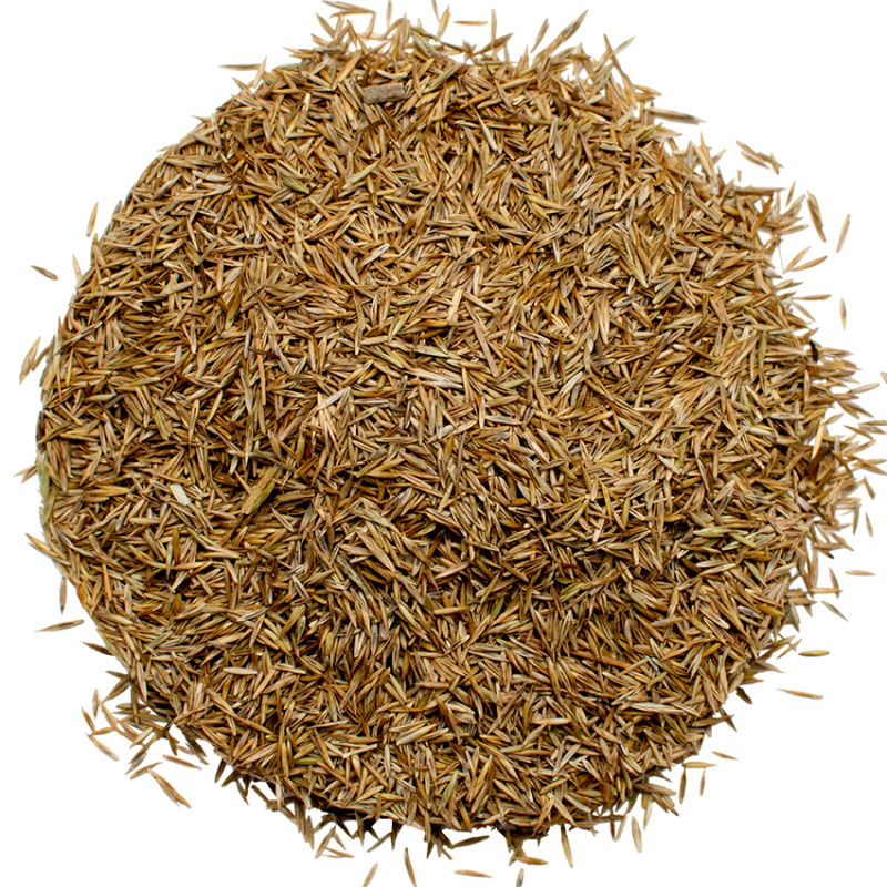 Red fescue