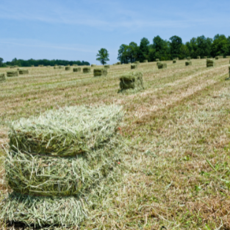Mixture of perennial grasses for haymaking