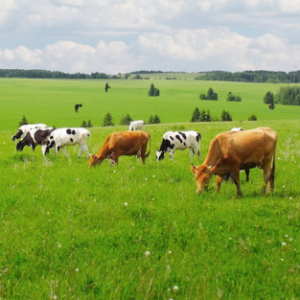 A mixture of perennial grasses for pastures 