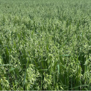 Oats