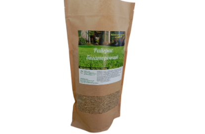 Pasture ryegrass