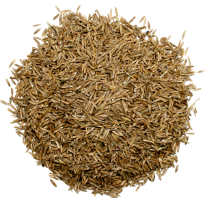 Pasture ryegrass