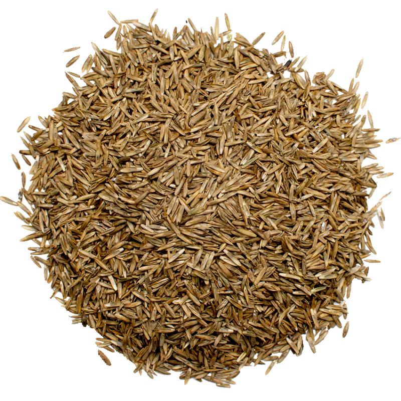 Pasture ryegrass