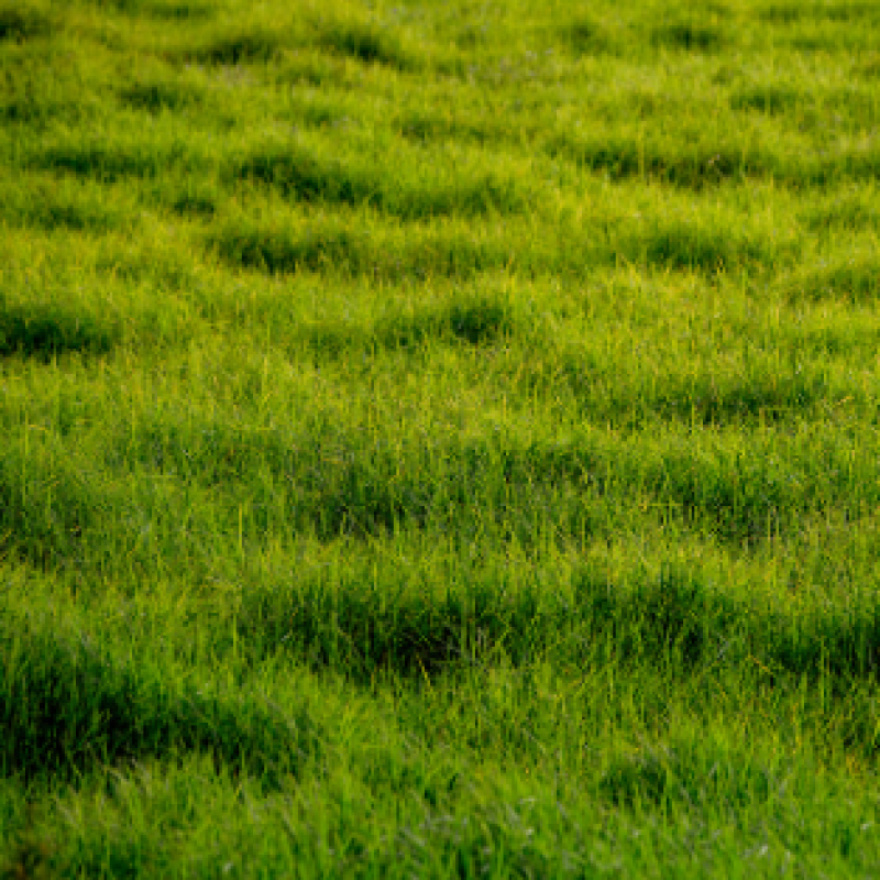 Pasture ryegrass