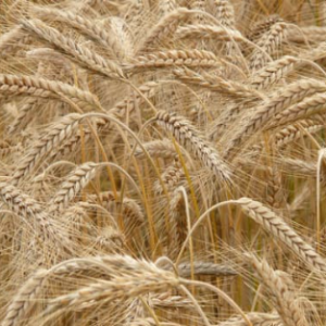 Sowing rye