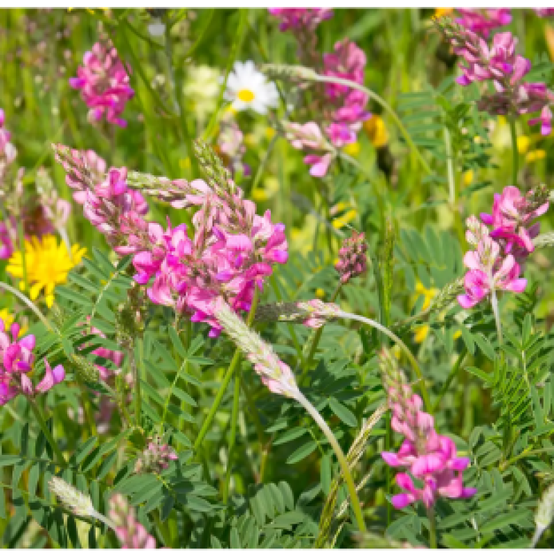 Sainfoin