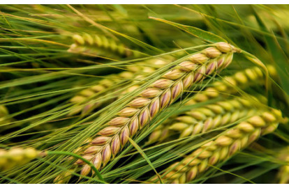 Triticale
