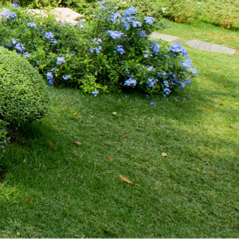 Universal mixture of lawn grasses Universal mixture of lawn grasses