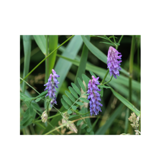 Vetch-oat mixture for sowing (20/80%)