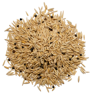 Vetch-oat mixture for sowing (20/80%)