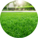 Lawn grass seeds