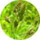 Forage grass seeds
