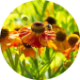 Honeydew seeds