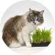 Herb seeds for pets Herb seeds for pets